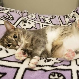 Meet your Posher, Brinsley